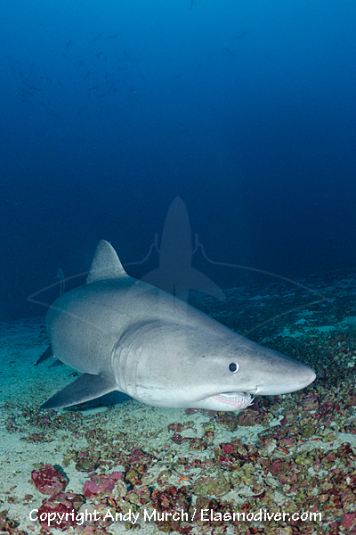 Smalltooth sandtiger shark pictures and images of Odontaspis ferox.